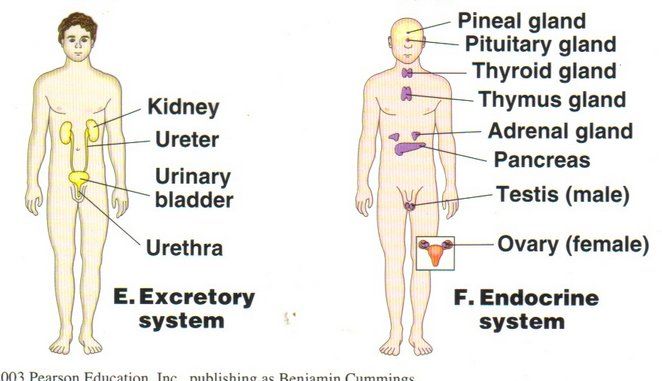 excretory system in humans. E. The Excretory System